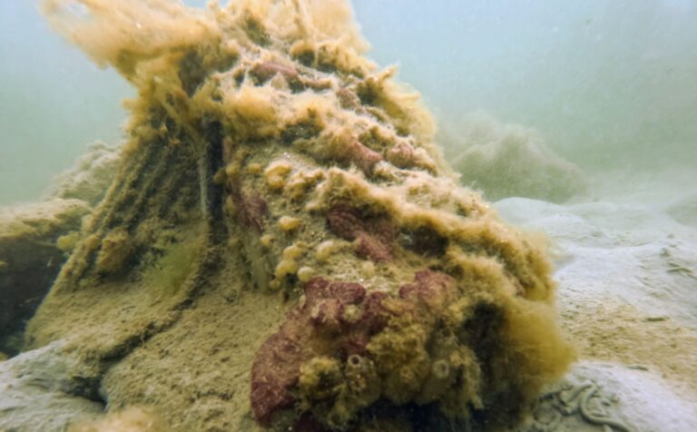 Detail shot of Node in the Grevelingen after four months