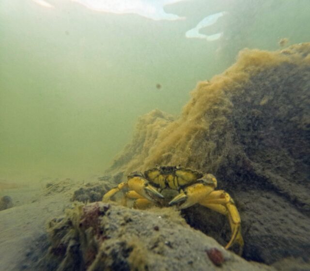 A crab sitting on a Mecal Node